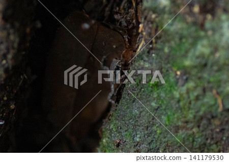 A baby toad climbing Mt. Homan A baby toad climbing Mt. Homan 141179530