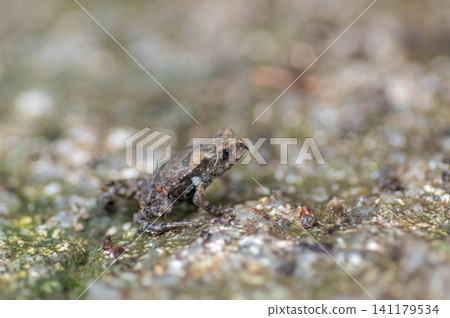 A baby toad climbing Mt. Homan A baby toad climbing Mt. Homan 141179534
