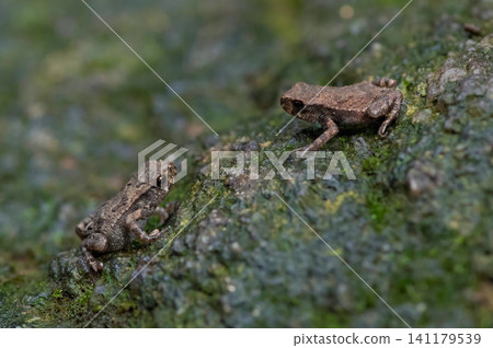 A baby toad climbing Mt. Homan A baby toad climbing Mt. Homan 141179539