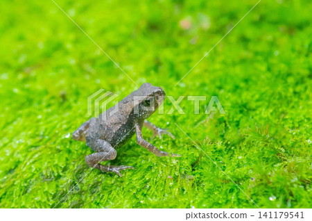 A baby toad climbing Mt. Homan 141179541