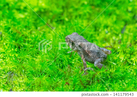 A baby toad climbing Mt. Homan 141179543