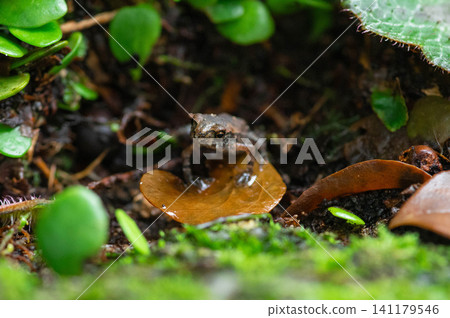 A baby toad climbing Mt. Homan A baby toad climbing Mt. Homan 141179546