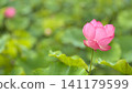 Red lotus flower 141179599
