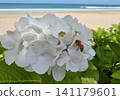 White butterfly orchid 141179601