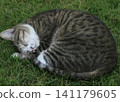 Punching cat 141179605