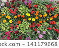 繁花似錦的花壇，營造出濃厚的花卉氛圍。 141179668
