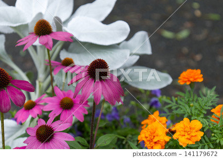夏日花壇盛開紫錐菊和萬壽菊。 141179672