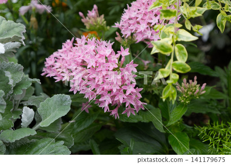 Pink pentas and colorful foliage blooming in the summer flowerbed 141179675