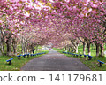 Rashomon Sakura Park (Cherry Blossom Tunnel) 51883- 141179681