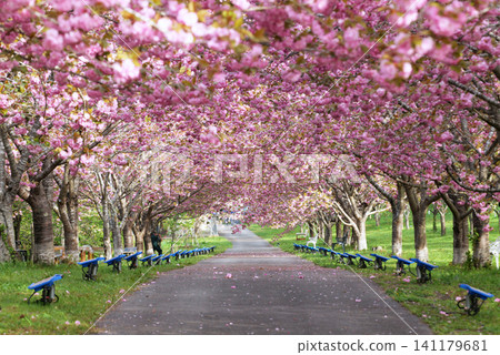 Rashomon Sakura Park (Cherry Blossom Tunnel) 51883- Rashomon Sakura Park (Cherry Blossom Tunnel) 51883- 141179681