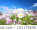Cosmos field 803- 141179696
