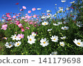 Cosmos field 4786 141179698