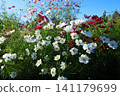 Cosmos field 4 141179699