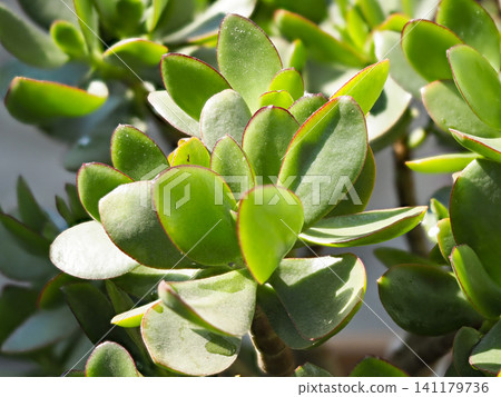 A money tree with vibrant green leaves 141179736