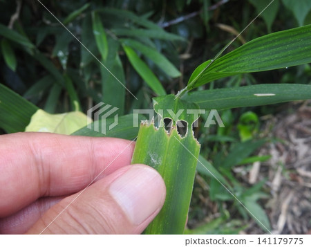 Damage caused by the larvae of a moth called "Narrow-winged Leaf-rolling Moth," resulting in a series of holes. Damage caused by the larvae of a moth called "Narrow-winged Leaf-rolling Moth," resulting in a series of holes. 141179775