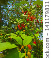 Ripe goumi berries hanging on branches with green leaves, elaeagnus multiflora 141179811