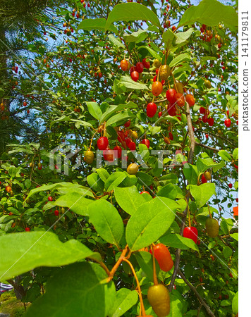 Ripe goumi berries hanging on branches with green leaves, elaeagnus multiflora Ripe goumi berries hanging on branches with green leaves, elaeagnus multiflora 141179811