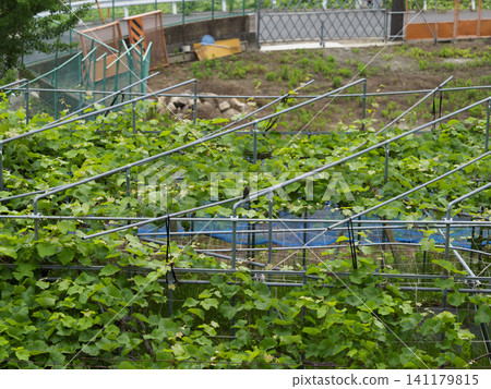 大阪府柏原市高尾山上的葡萄園 大阪府柏原市高尾山上的葡萄園 141179815