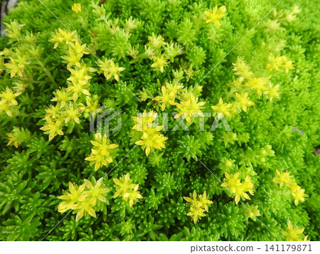 Flowers of Sedum, a succulent plant belonging to the Crassulaceae family. Flowers of Sedum, a succulent plant belonging to the Crassulaceae family. 141179871