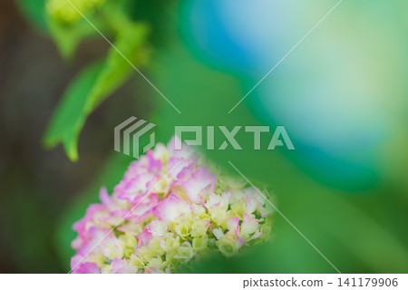 hydrangea hydrangea 141179906