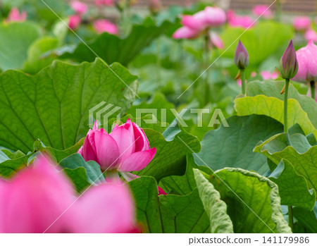 lotus flower, pure flower lotus flower, pure flower 141179986