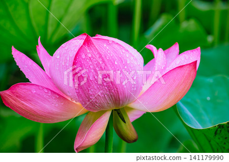 Landscape with lotus flowers Landscape with lotus flowers 141179990
