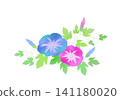 Illustration of blue and pink morning glories 141180020