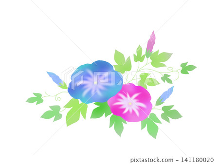 Illustration of blue and pink morning glories Illustration of blue and pink morning glories 141180020