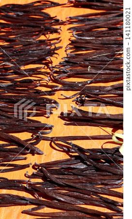 Rows of dark cured vanilla pods drying on bright orange surface with glossy texture, curled tips, parallel arrangement, strong sunlight, and rich natural spice detail Rows of dark cured vanilla pods drying on bright orange surface with glossy texture, curled tips, parallel arrangement, strong sunlight, and rich natural spice detail 141180021