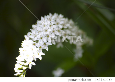 Okatrano Okatrano 141180032