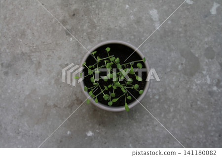Overhead View of Small Green Seedlings Sprouting in a Round Pot on a Textured Concrete Surface Overhead View of Small Green Seedlings Sprouting in a Round Pot on a Textured Concrete Surface 141180082