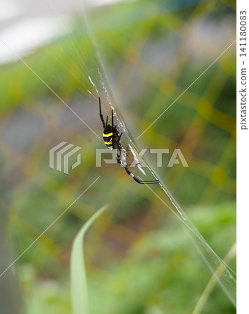 A golden orb-weaver spider building its web 141180083