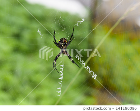 A golden orb-weaver spider building its web A golden orb-weaver spider building its web 141180086