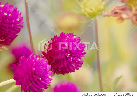 The globe amaranth has round, vibrant purple flowers. The globe amaranth has round, vibrant purple flowers. 141180092