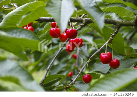Cherries Cherries 141180249