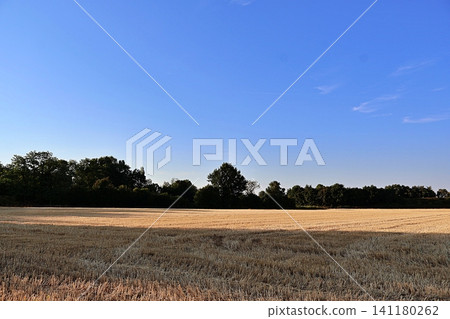 Harvested Wheat Field Under Clear Blue Sky. Harvested Wheat Field Under Clear Blue Sky. 141180262