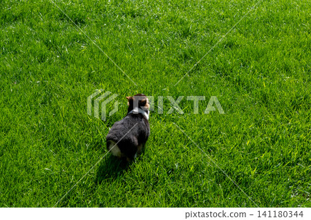A young playful corgi puppy playing in the backyard. A young playful corgi puppy playing in the backyard. 141180344