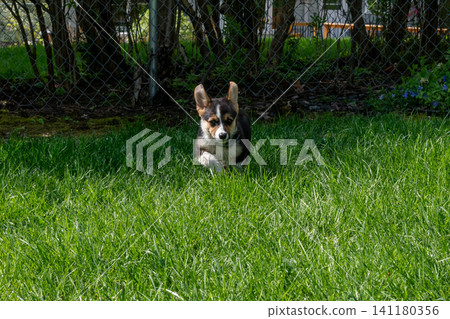 A young playful corgi puppy playing in the backyard. A young playful corgi puppy playing in the backyard. 141180356