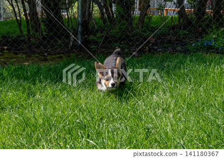 A young playful corgi puppy playing in the backyard. A young playful corgi puppy playing in the backyard. 141180367