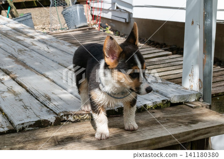 A cute little Corgi puppy standing still on a wooden deck. A cute little Corgi puppy standing still on a wooden deck. 141180380