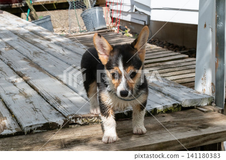 A cute little Corgi puppy standing still on a wooden deck. A cute little Corgi puppy standing still on a wooden deck. 141180383