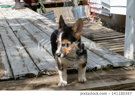 A cute little Corgi puppy standing still on a wooden deck. A cute little Corgi puppy standing still on a wooden deck. 141180387