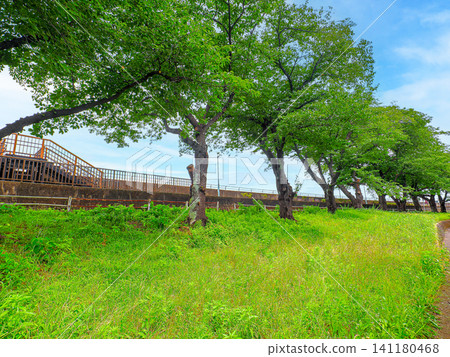 The Nakagawa Promenade: A path overgrown with lush green leaves in early summer. The Nakagawa Promenade: A path overgrown with lush green leaves in early summer. 141180468