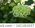 Yellow green hydrangea 141181037