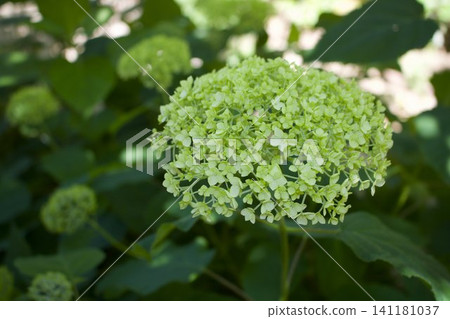 Yellow green hydrangea Yellow green hydrangea 141181037