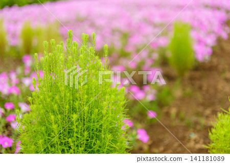 A scene of early summer found in a botanical garden A scene of early summer found in a botanical garden 141181089