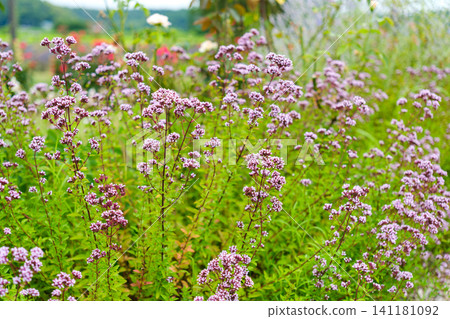 A scene of early summer found in a botanical garden A scene of early summer found in a botanical garden 141181092
