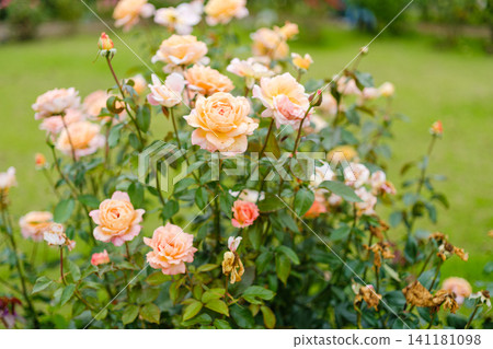 A scene of early summer found in a botanical garden A scene of early summer found in a botanical garden 141181098