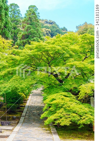 一休寺和秀苑庵,周圍綠樹環繞。 一休寺和秀苑庵,周圍綠樹環繞。 141181169