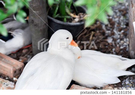 Call Duck or duck or small duck or white duck Call Duck or duck or small duck or white duck 141181856